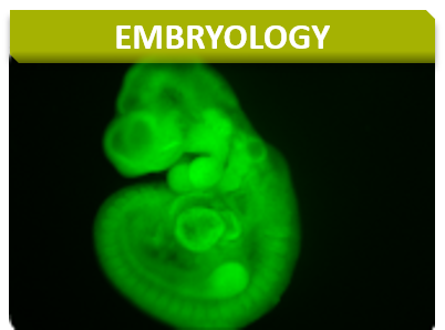 Anapath_Titre_Embryology
