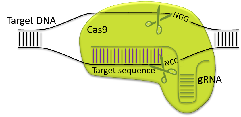 IngGen_CRISPR complex.png