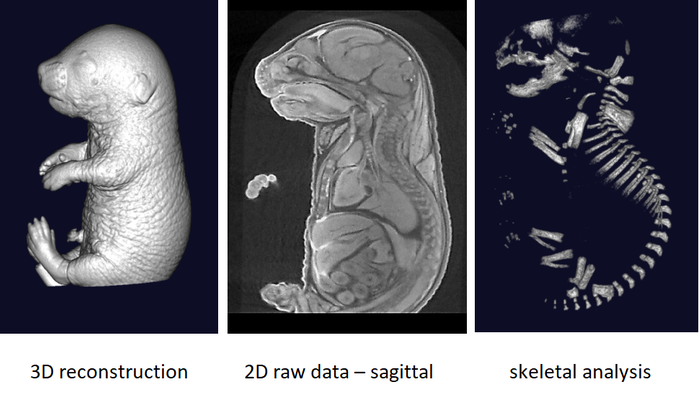 Imaging-EmbryoAnalysisbyMicroCT.png