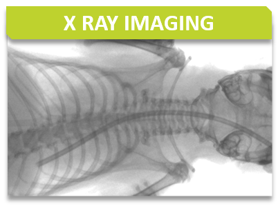 Imaging_Titre_Xray