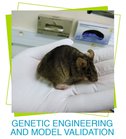 services-genetic-engineering.jpg