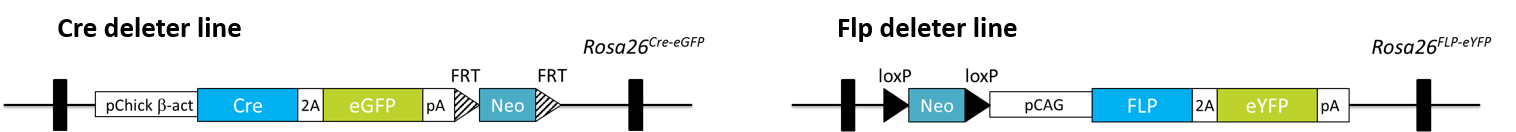 IngGen_Cre and Flp deleter lines