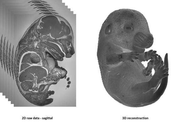 Imaging_HREM Embryos.png