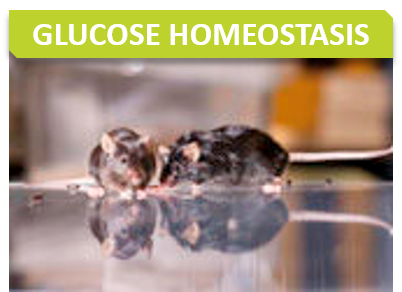 Metabo_Titre_Glucose homeostasis