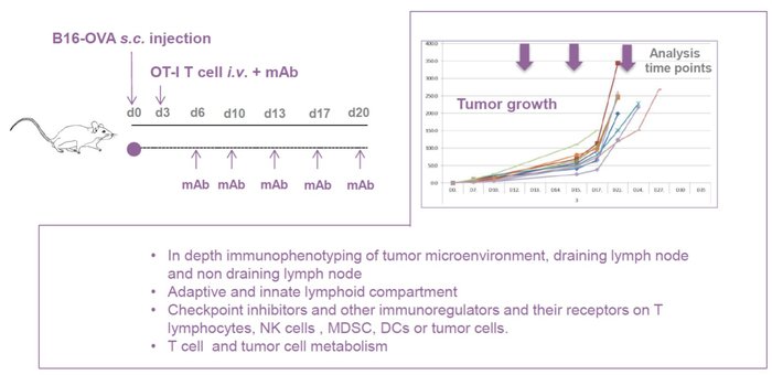 Immuno_B16 Ova Melanoma model scheme and results