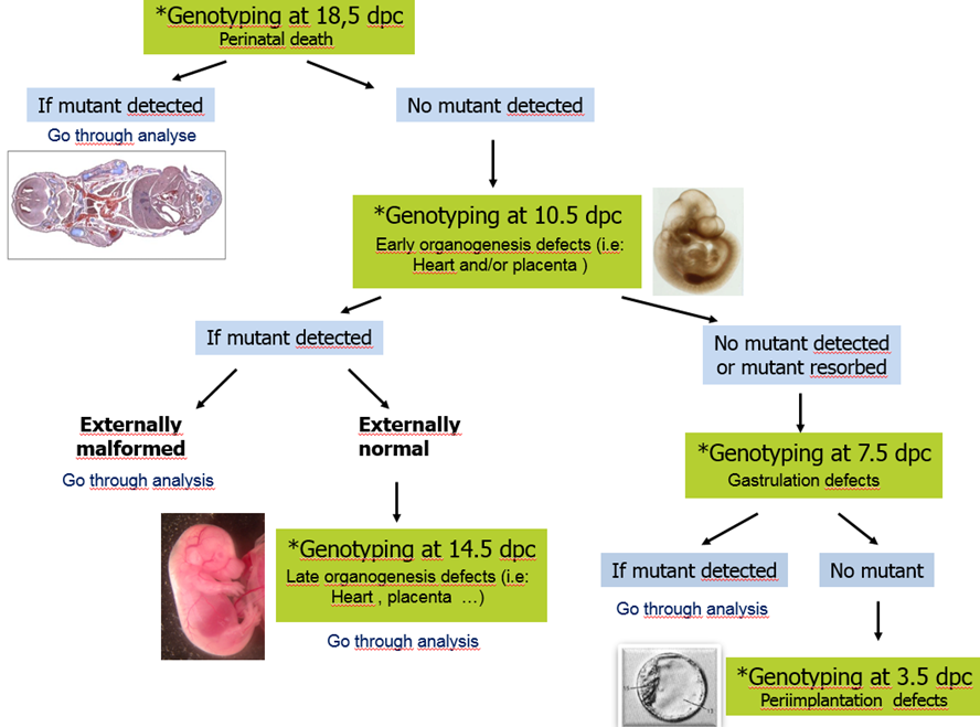 Anapath_EmbryoViability.png