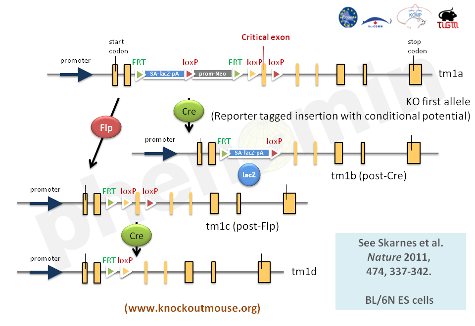 IMPC_alleles