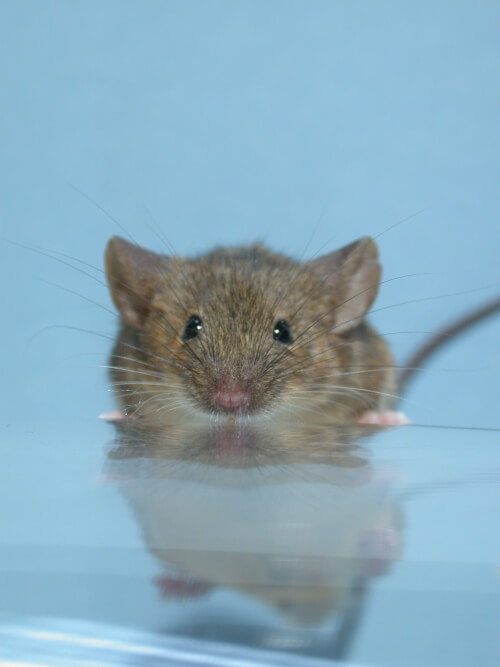 mouse.jpg