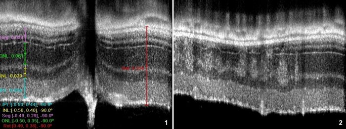 Behavior_OCT 1 et 2 imaging