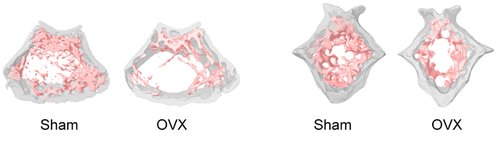 Imaging_Bone analysis microCT 2017-2