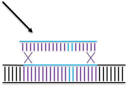 IngGen_CRISPR HDR