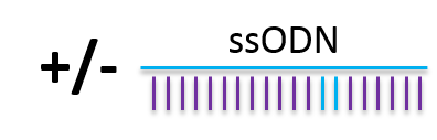 IngGen_CRISPR ssODN.png