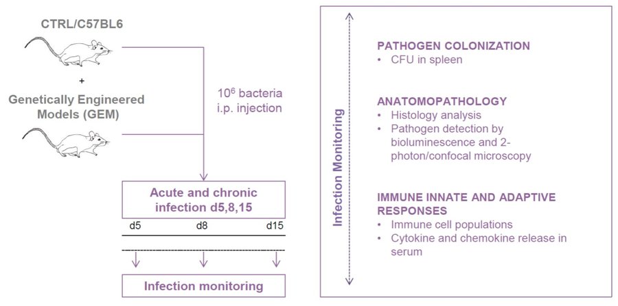 Immuno_Brucella abortus scheme