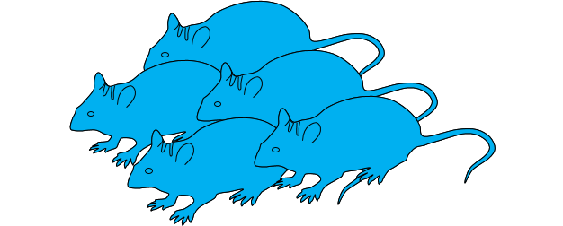 IngGen_ES 5 souris GLT.png