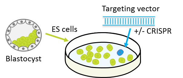 IngGen_ES transfection.png