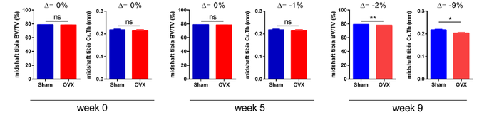 Imaging_X ray Bone dynamics MicroCT_Longitudinal change in cortical bone and thickness graphs