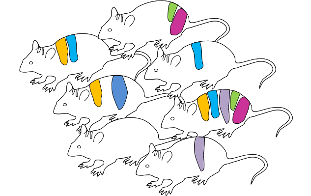 IngGen_CRISPR 7 souris F0.png