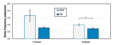 Behavior_Automated gait_stride freq graph