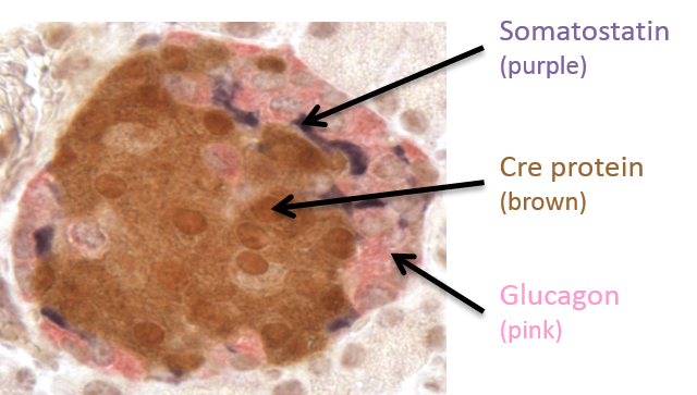 ModVal_endogenous gene expression