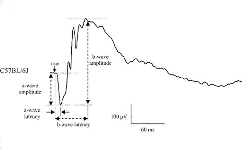 Behavior_Electroretinography graph