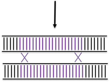 IngGen_CRISPR HR