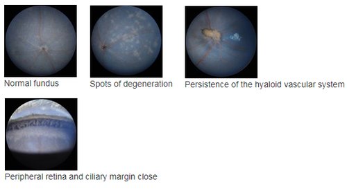 Behavior_Fundus imaging