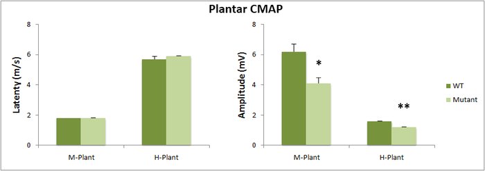 Behavior_Electromyography_CMAP graph