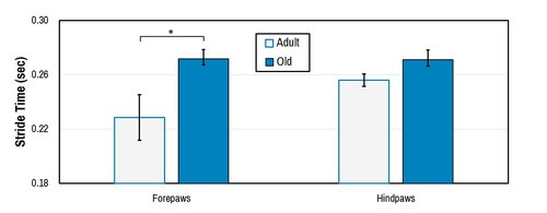 Behavior_Automated gait_stride time graph