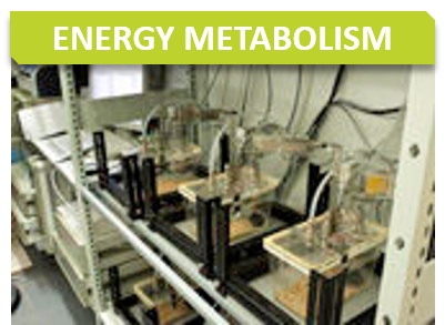 Metabo_Titre_Energy metabolism