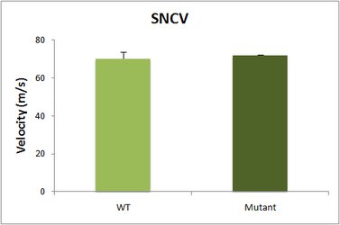 Behavior_Electromyography_SNCV graph