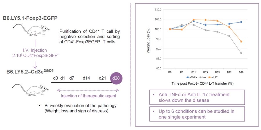 Immuno_T-cell induced IBD scheme and results