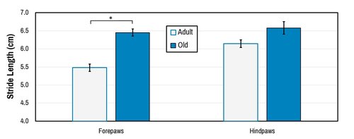 Behavior_Automated gait_stride length graph