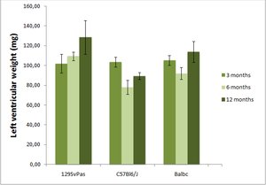 Cardio_Echocardiography left ventricular weight graph