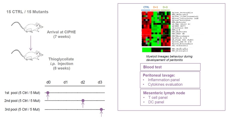 Immuno_Peritonitis model scheme and results